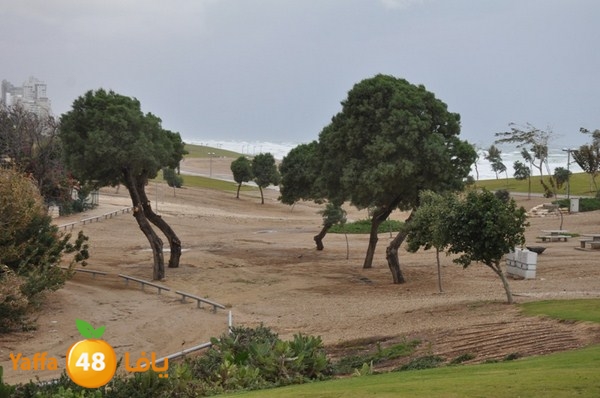 yaffa rain 1211 (4).JPG